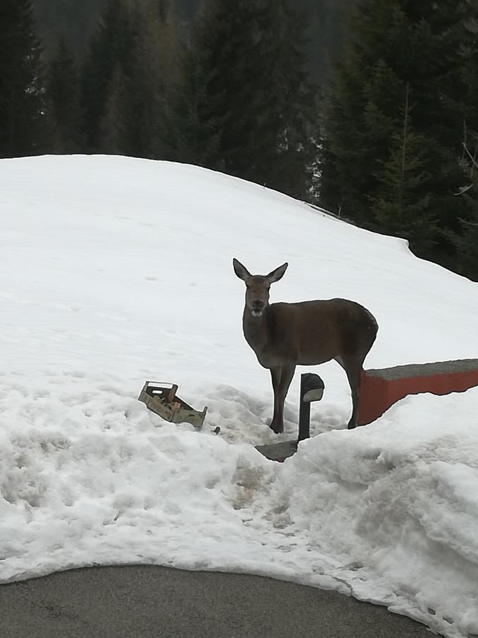 Hotel Ca' Del Bosco Selva di Cadore Εξωτερικό φωτογραφία